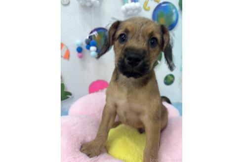 販売中の千葉県のミックス犬-379174の4枚目