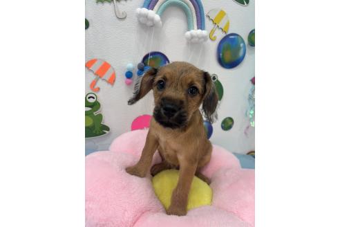 販売中の千葉県のミックス犬-379174の3枚目