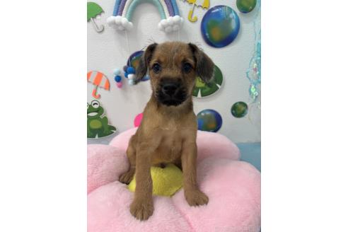 販売中の千葉県のミックス犬-379174の2枚目