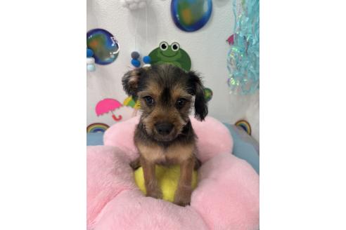 販売中の千葉県のミックス犬-379172の4枚目