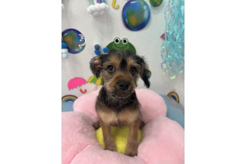 販売中の千葉県のミックス犬-379172の3枚目