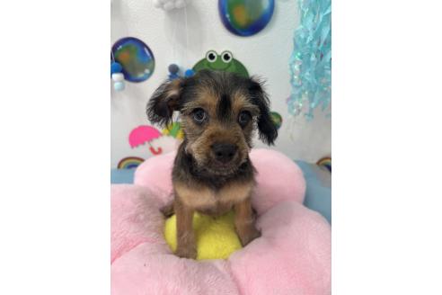 販売中の千葉県のミックス犬-379172の2枚目