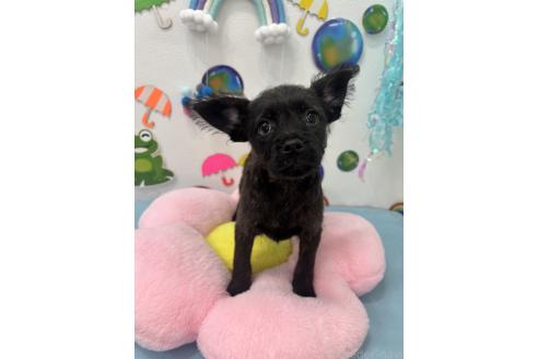 販売中の千葉県のミックス犬-379160の4枚目