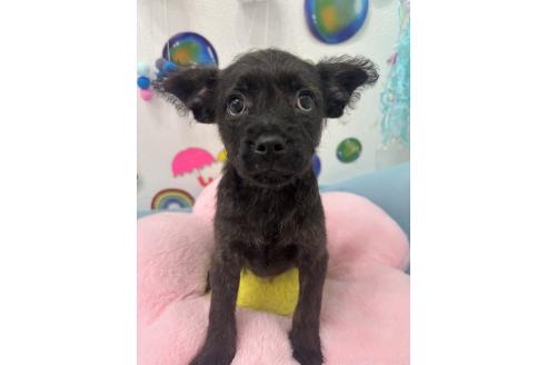 販売中の千葉県のミックス犬-379160の3枚目