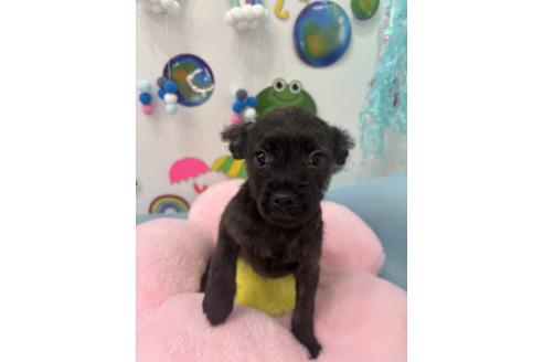 販売中の千葉県のミックス犬-379160の2枚目