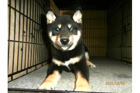 販売中の大阪府の柴犬-389680の1枚目