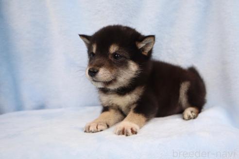 成約済の東京都の柴犬-389684の3枚目