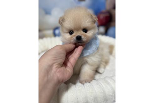 販売中の埼玉県のポメラニアン-389692の4枚目
