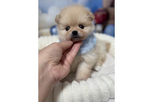 販売中の埼玉県のポメラニアン-389692の1枚目