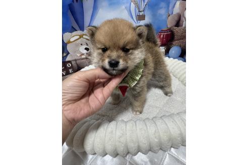 販売中の埼玉県のミックス犬-389693の9枚目
