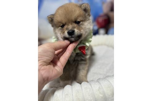 販売中の埼玉県のミックス犬-389693の8枚目