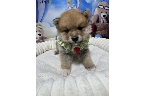 販売中の埼玉県のミックス犬-389693の7枚目