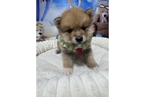 販売中の埼玉県のミックス犬-389693の6枚目