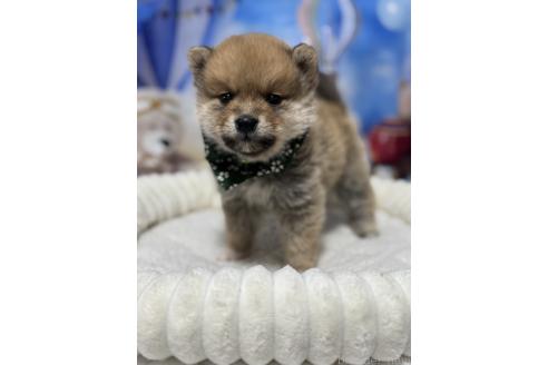 販売中の埼玉県のミックス犬-389693の5枚目