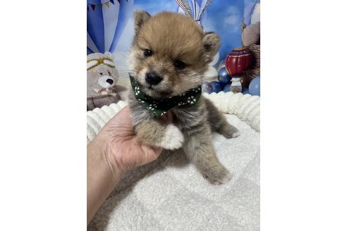 販売中の埼玉県のミックス犬-389693の3枚目