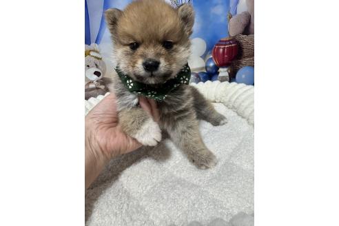販売中の埼玉県のミックス犬-389693の1枚目