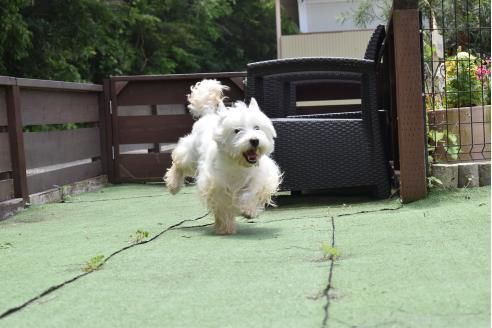 シンくん1枚目
