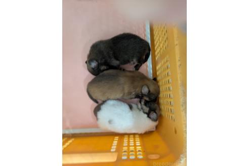 販売中の北海道のミックス犬-389716の2枚目
