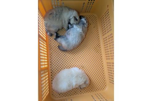 販売中の北海道のポメラニアン-389706の3枚目