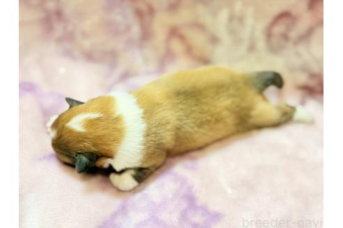 販売中の大阪府のシェットランドシープドッグ(シェルティ)-389719の11枚目
