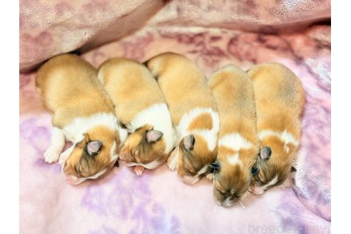 販売中の大阪府のシェットランドシープドッグ(シェルティ)-389719の5枚目