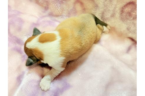 販売中の大阪府のシェットランドシープドッグ(シェルティ)-389721の9枚目