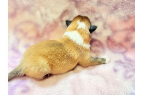 販売中の大阪府のシェットランドシープドッグ(シェルティ)-389723の9枚目
