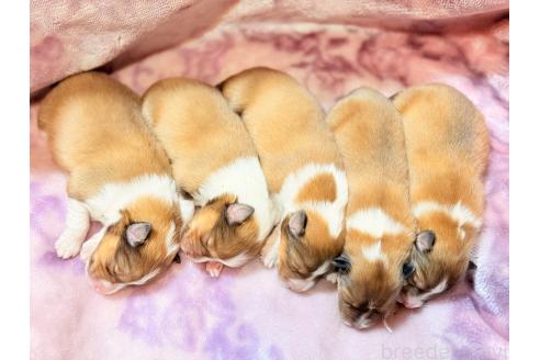 販売中の大阪府のシェットランドシープドッグ(シェルティ)-389723の6枚目