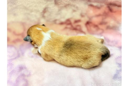 販売中の大阪府のシェットランドシープドッグ(シェルティ)-389726の10枚目