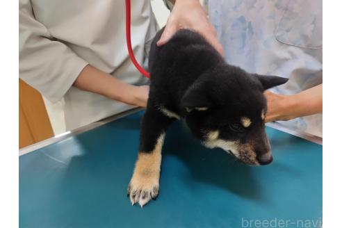 販売中の大阪府の柴犬-389680の5枚目