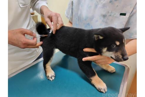 販売中の大阪府の柴犬-389680の4枚目
