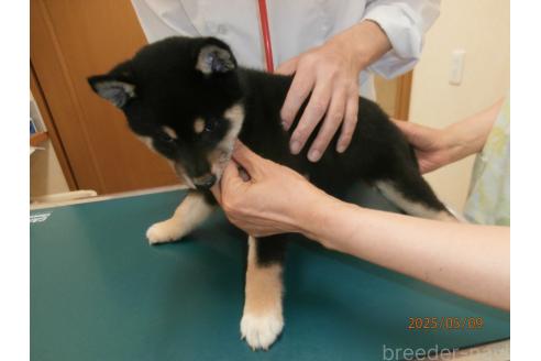 販売中の大阪府の柴犬-389730の3枚目