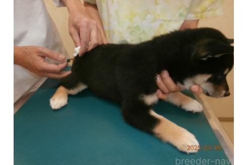 販売中の大阪府の柴犬-389730の2枚目