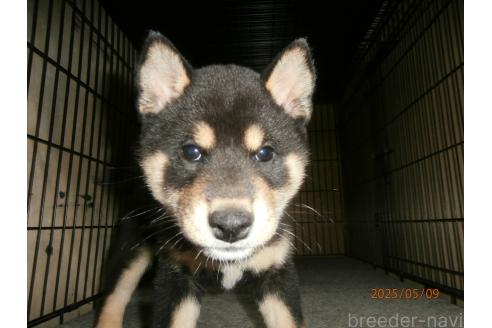 販売中の大阪府の柴犬-389730の1枚目