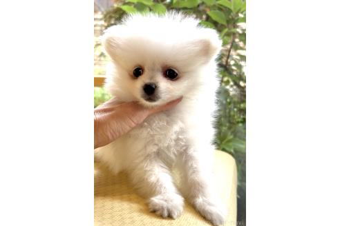 販売中の奈良県のポメラニアン-389731の5枚目