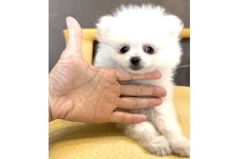 販売中の奈良県のポメラニアン-389731の4枚目