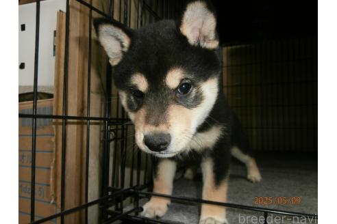 販売中の大阪府の柴犬-389732の1枚目