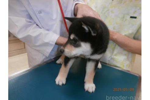 販売中の大阪府の柴犬-389732の3枚目