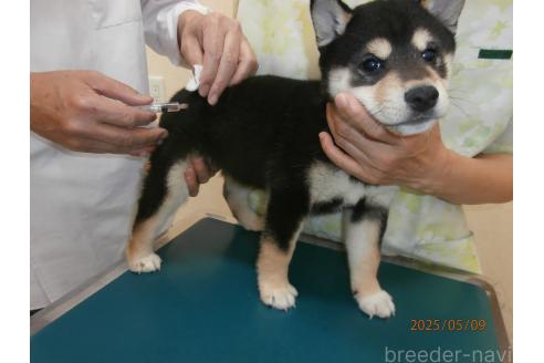 販売中の大阪府の柴犬-389732の2枚目