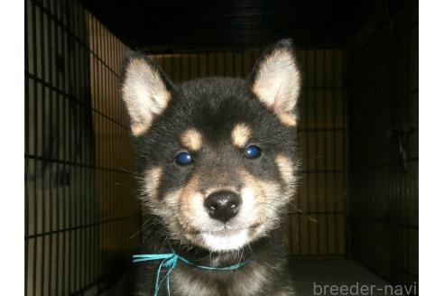 販売中の大阪府の柴犬-389733の1枚目