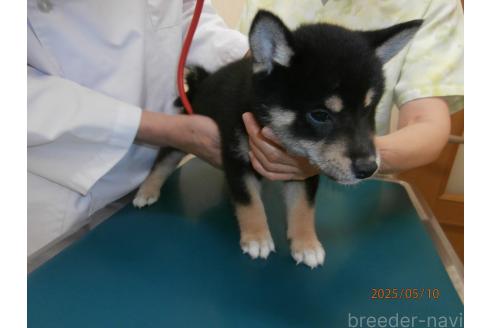 販売中の大阪府の柴犬-389733の3枚目
