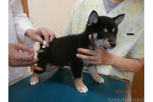 販売中の大阪府の柴犬-389733の2枚目