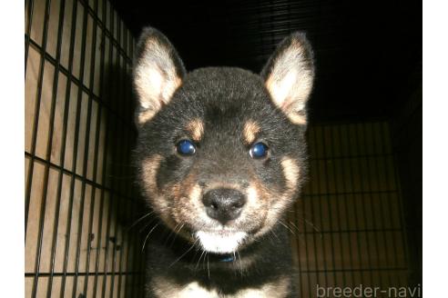販売中の大阪府の柴犬-389734