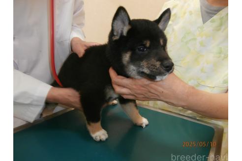 販売中の大阪府の柴犬-389734の3枚目