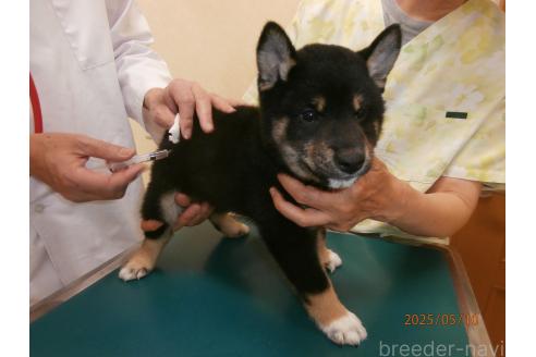 販売中の大阪府の柴犬-389734の2枚目