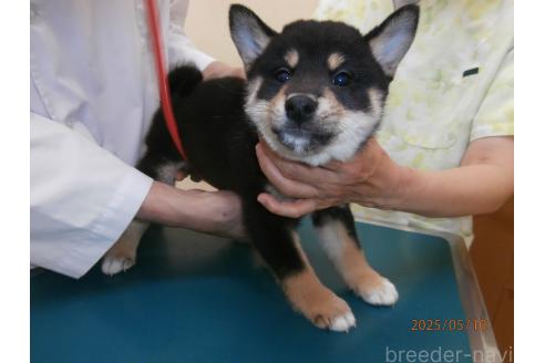 販売中の大阪府の柴犬-389736の3枚目