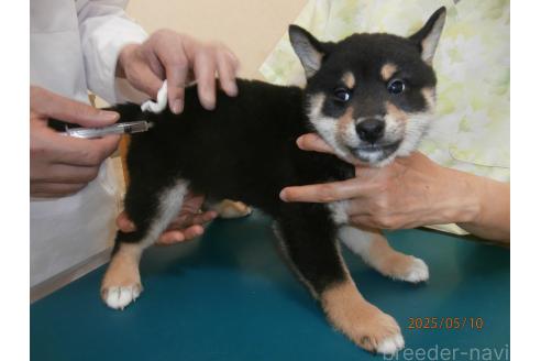 販売中の大阪府の柴犬-389736の2枚目