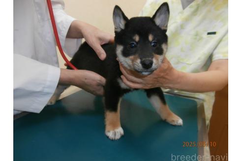 成約済の大阪府の柴犬-389737の3枚目