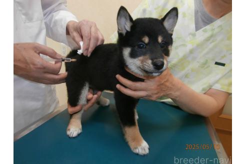 成約済の大阪府の柴犬-389737の2枚目