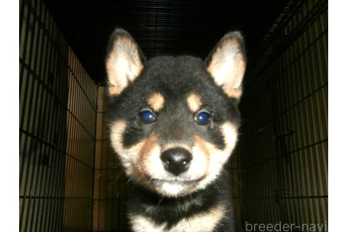 成約済の大阪府の柴犬-389737の1枚目